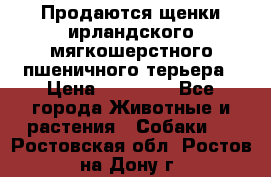 Продаются щенки ирландского мягкошерстного пшеничного терьера › Цена ­ 30 000 - Все города Животные и растения » Собаки   . Ростовская обл.,Ростов-на-Дону г.